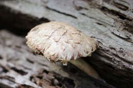 Image of Boletellus dissiliens (Corner) Pegler & T. W. K. Young 1981