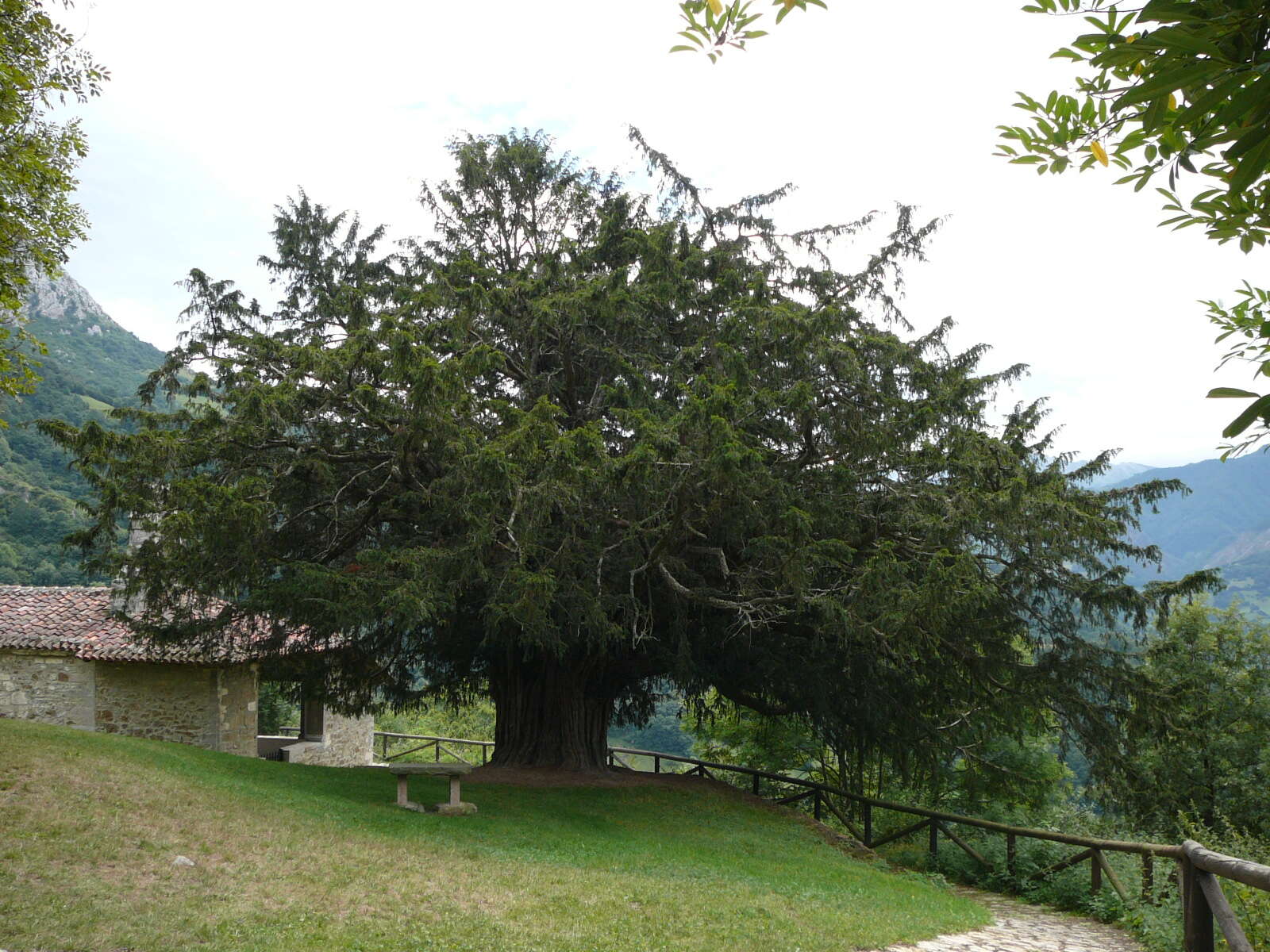 Image of English yew