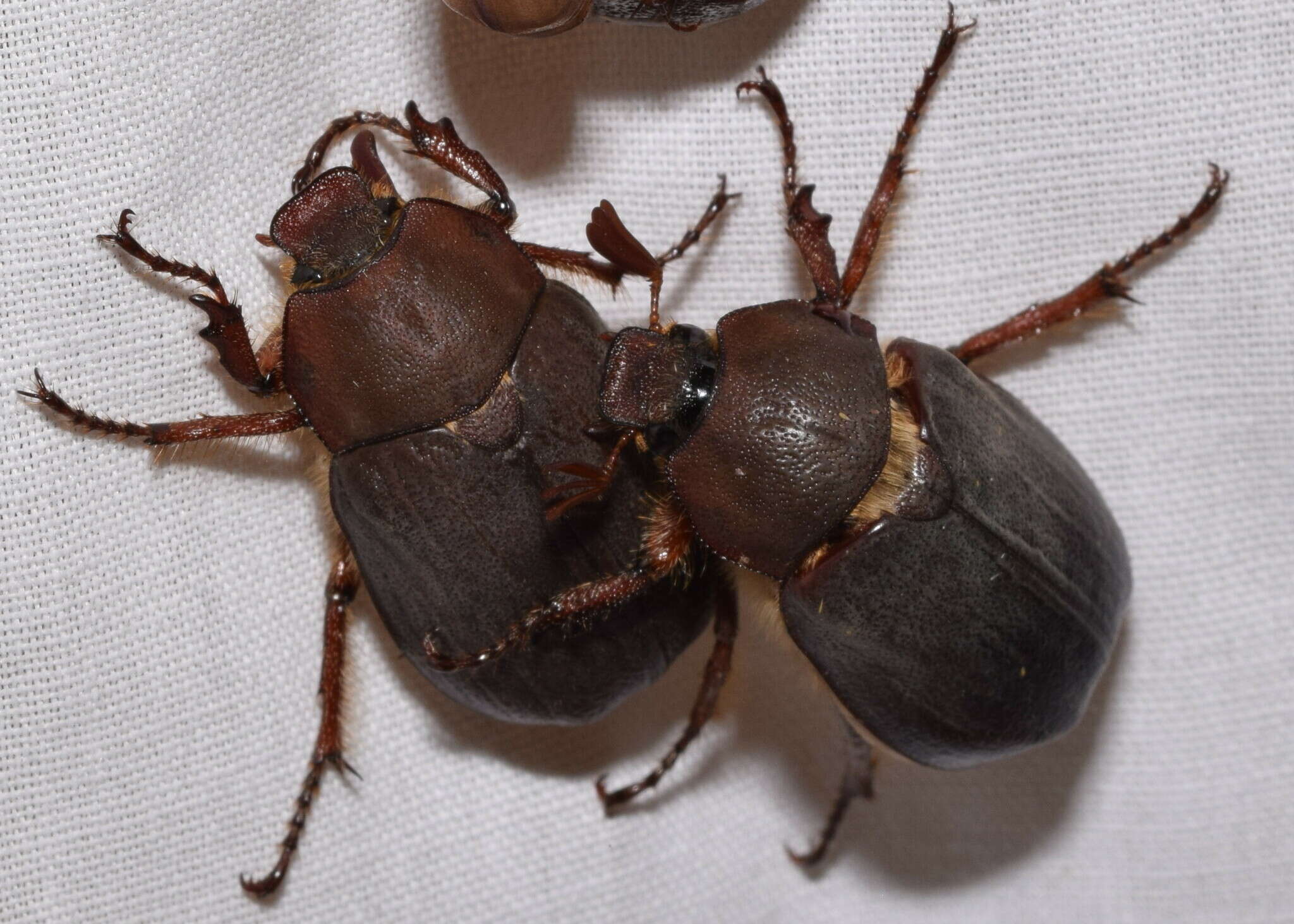 Image of Rhopaea magnicornis Blackburn 1888