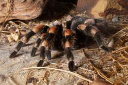 Image of Mexican Red Knee Tarantula
