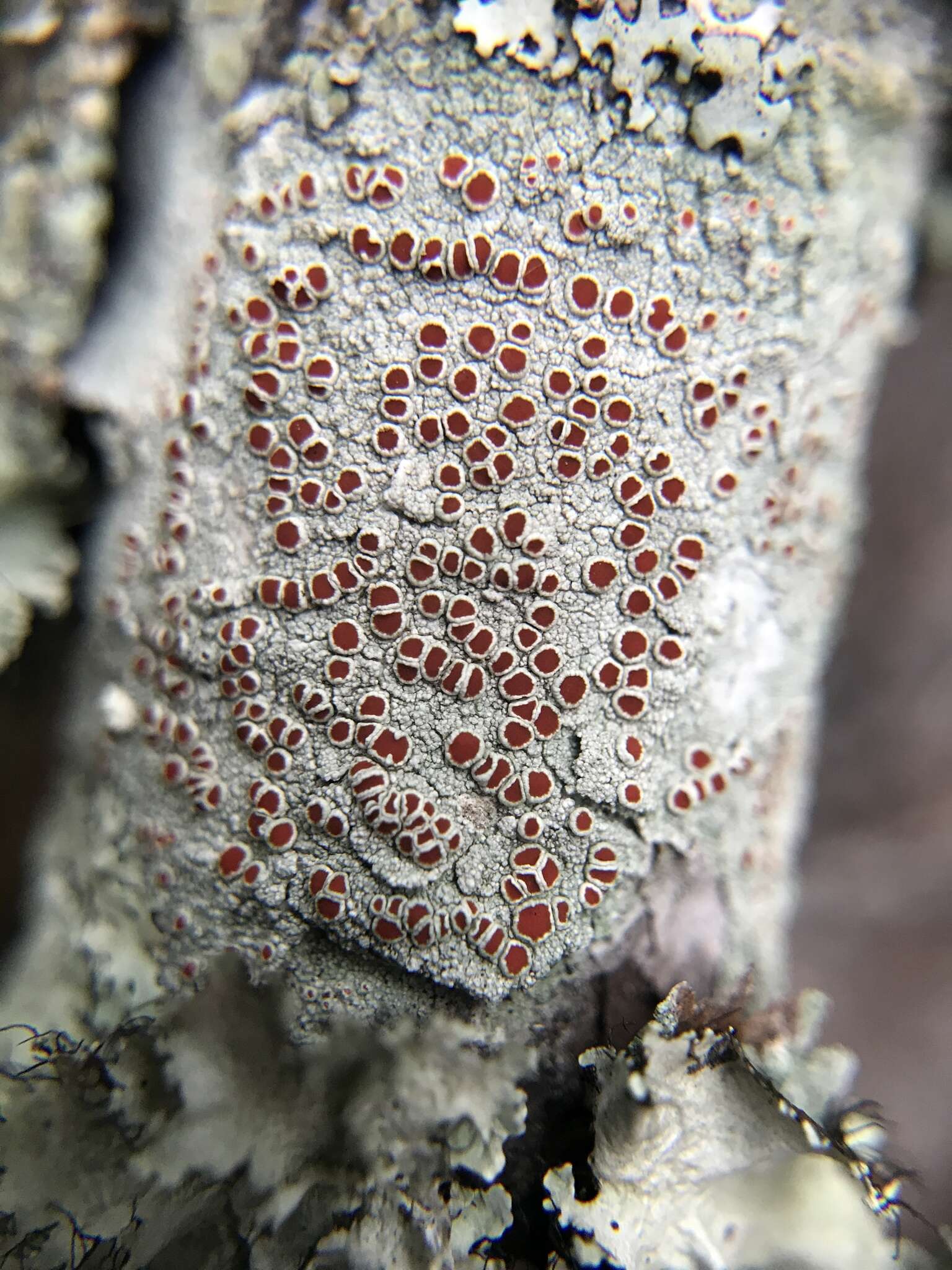 Image of Haematomma accolens (Stirt.) Hillmann