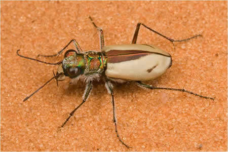 Image de Cicindela (Cicindela) albissima Rumpp 1962