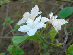 Image of Cordia truncatifolia Bartlett