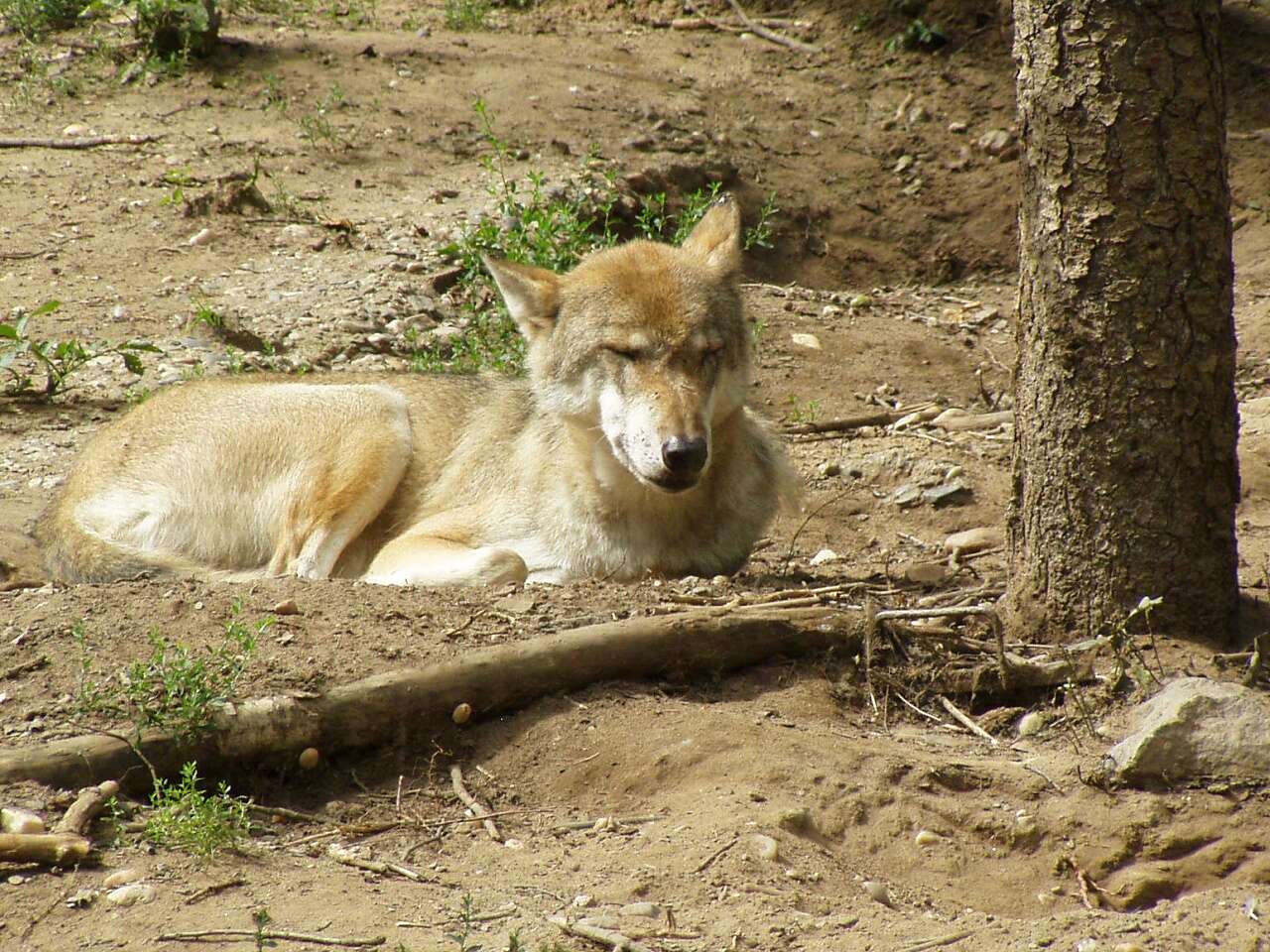 Image of Eurasian Wolf