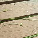 Image of Weeping Grass