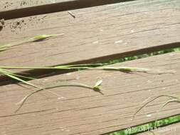 Image of Weeping Grass