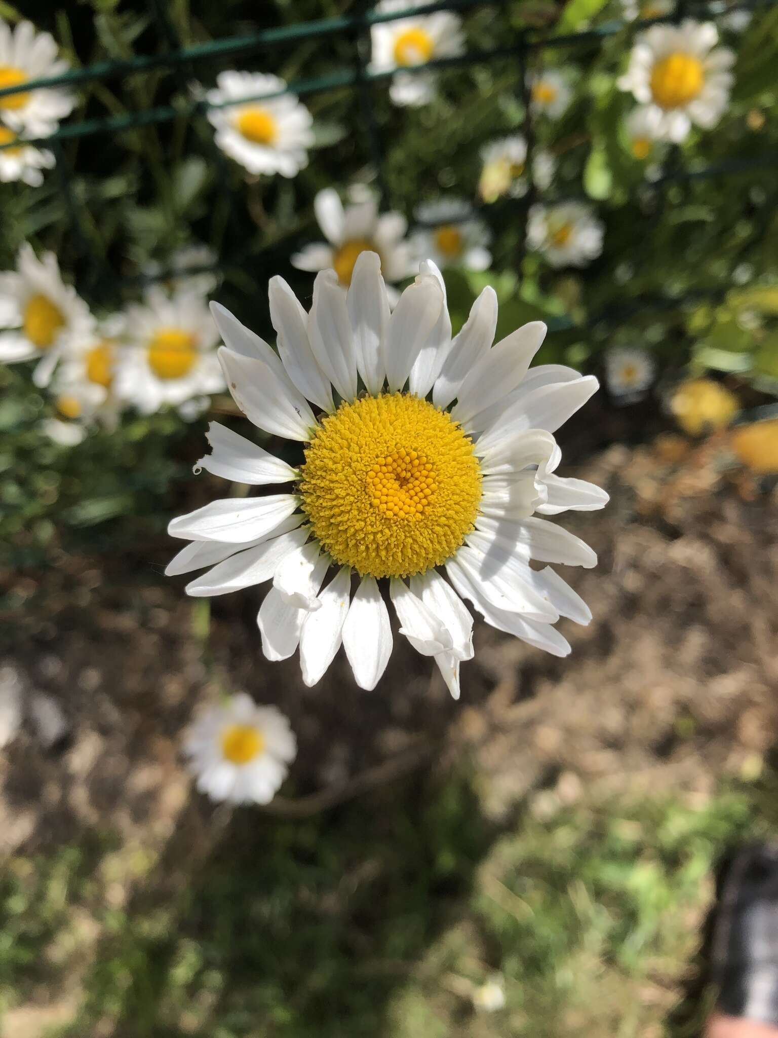 Слика од Leucanthemum maximum (Ramond) DC.