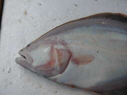 Image of Pacific halibut
