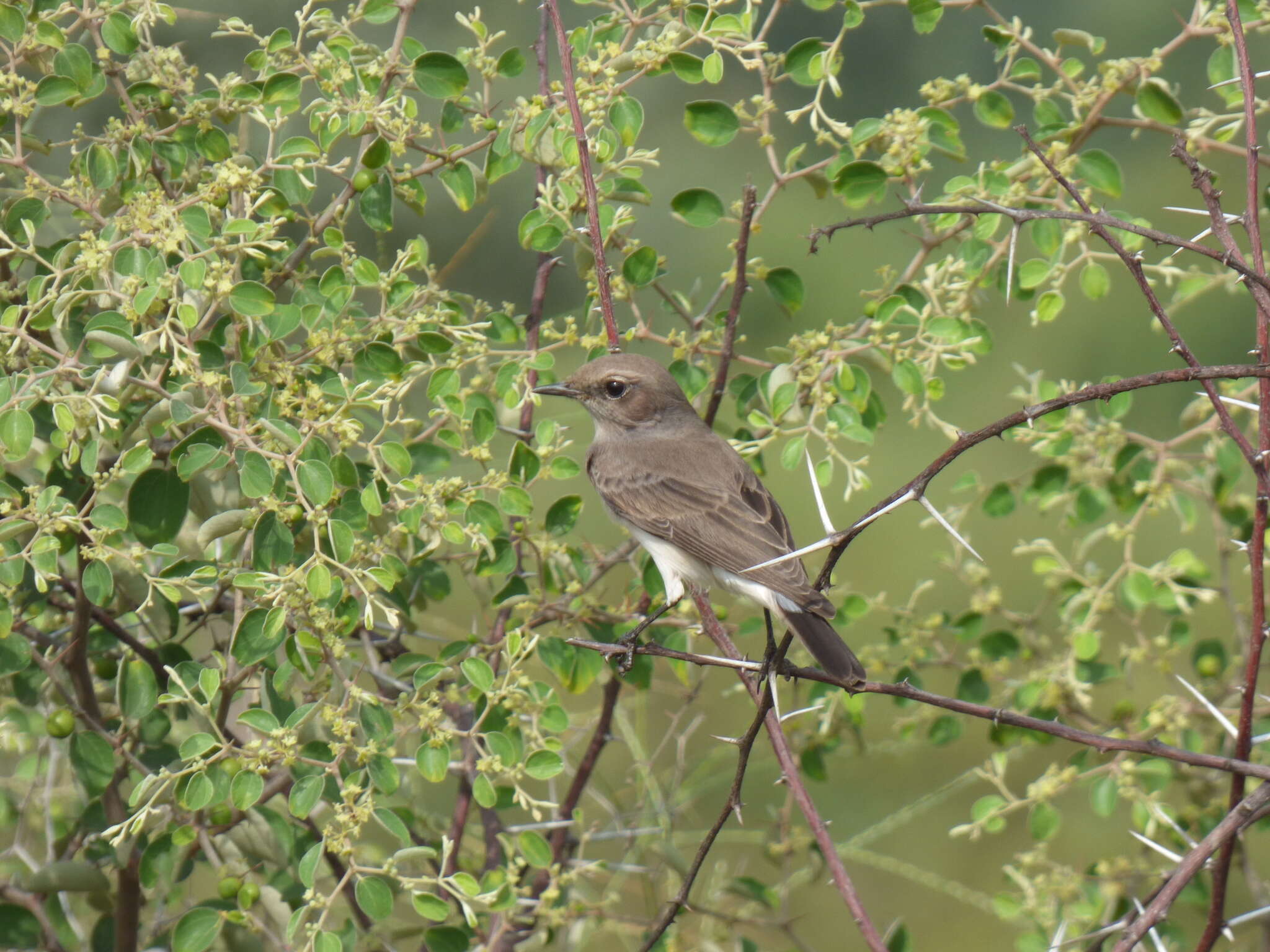 Image of Eastern Pied Wheatear