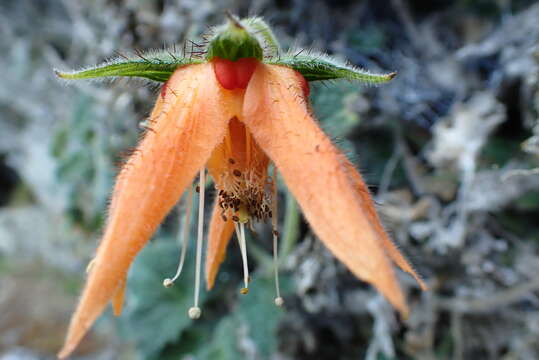 Image of Nasa ranunculifolia subsp. huanucoensis T. Henning, E. Rodr. & Weigend