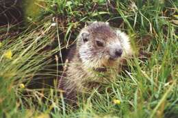 Image of Alpine Marmot