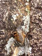 Image of Maldonada Redbelly Toad