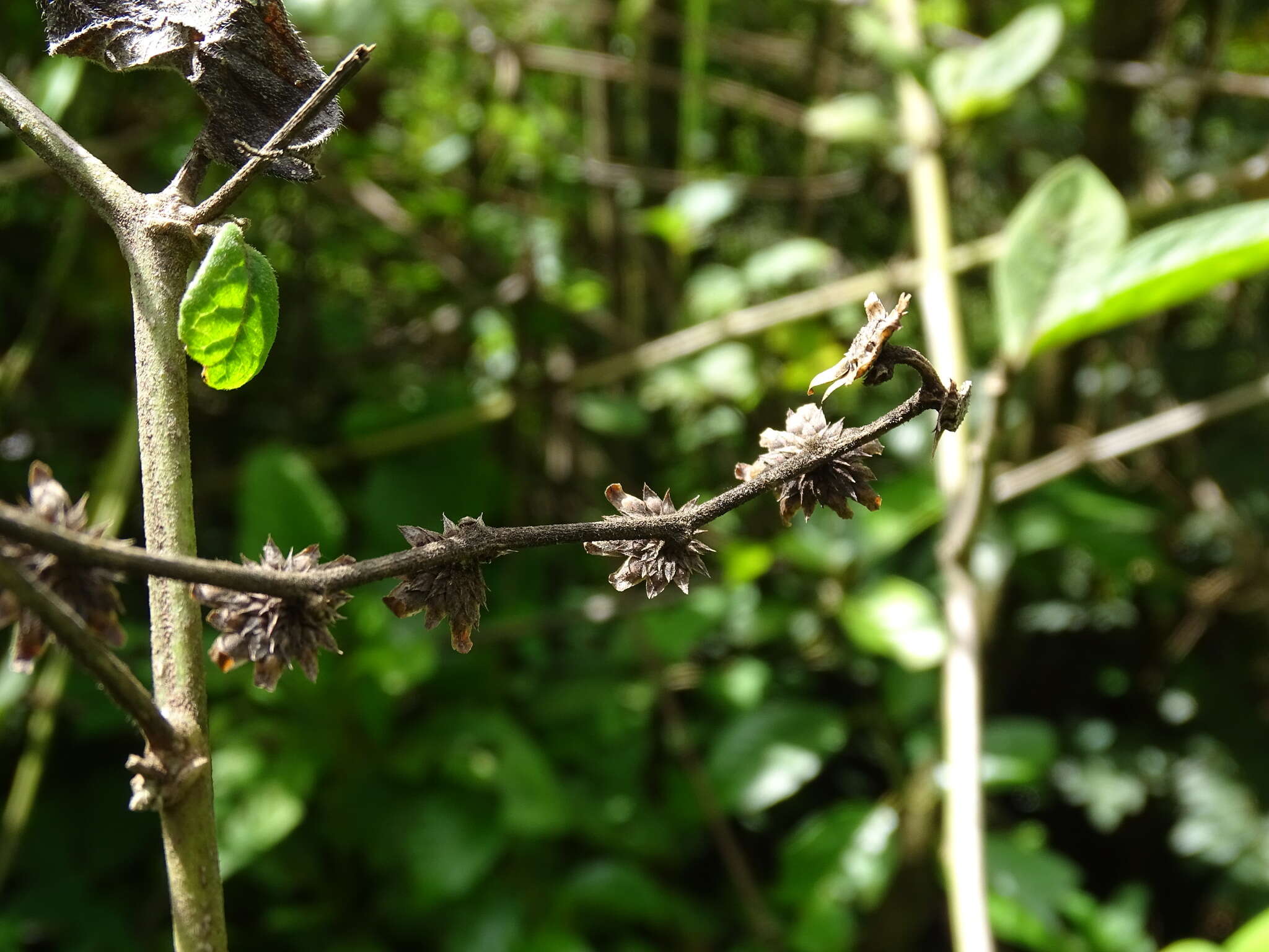 Plancia ëd Lepidaploa tortuosa (L.) H. Rob.