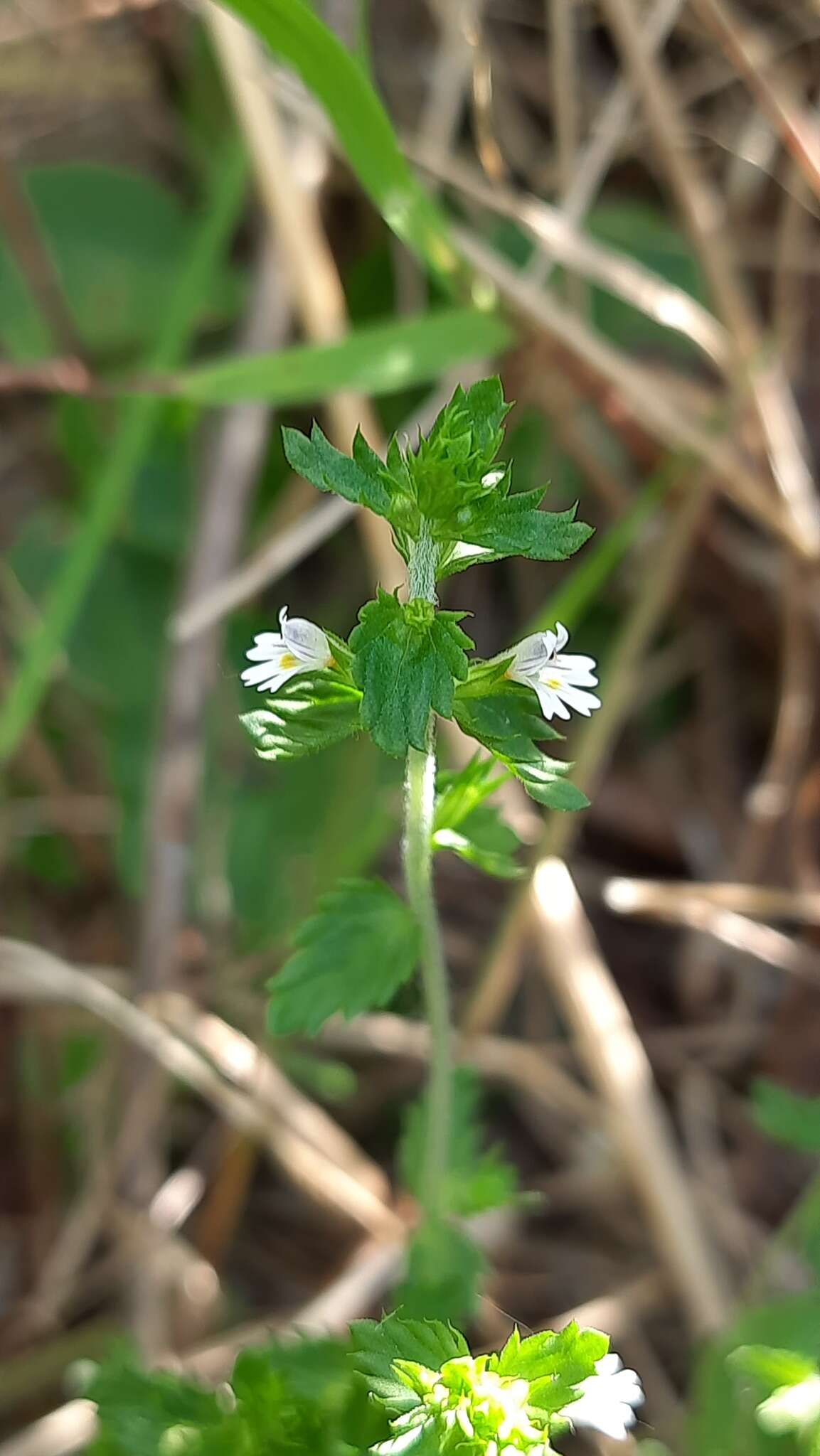 Image of upland eyebright