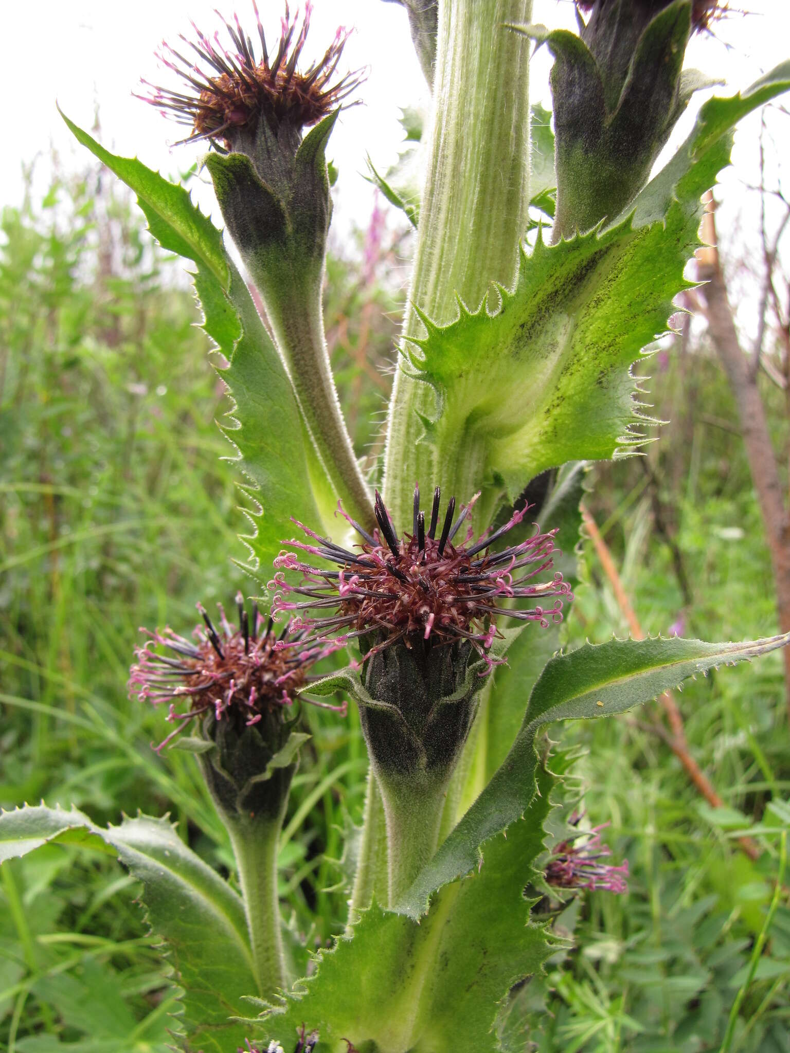 Saussurea baicalensis (Adams) Robins. resmi