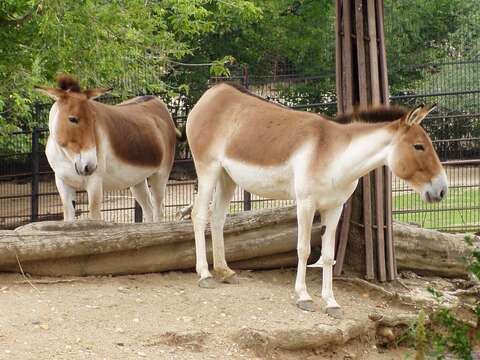 Image of Kiang