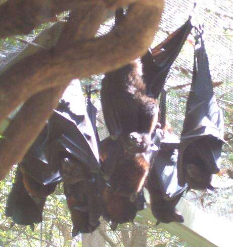 Image of Black Flying Fox