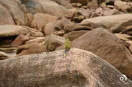 Image of Rock Parrot