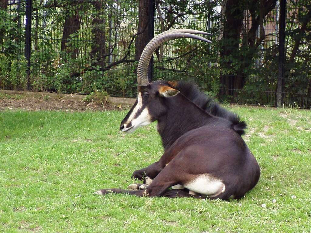 Image of Sable Antelope