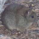 Image of Greater Stick-nest Rat