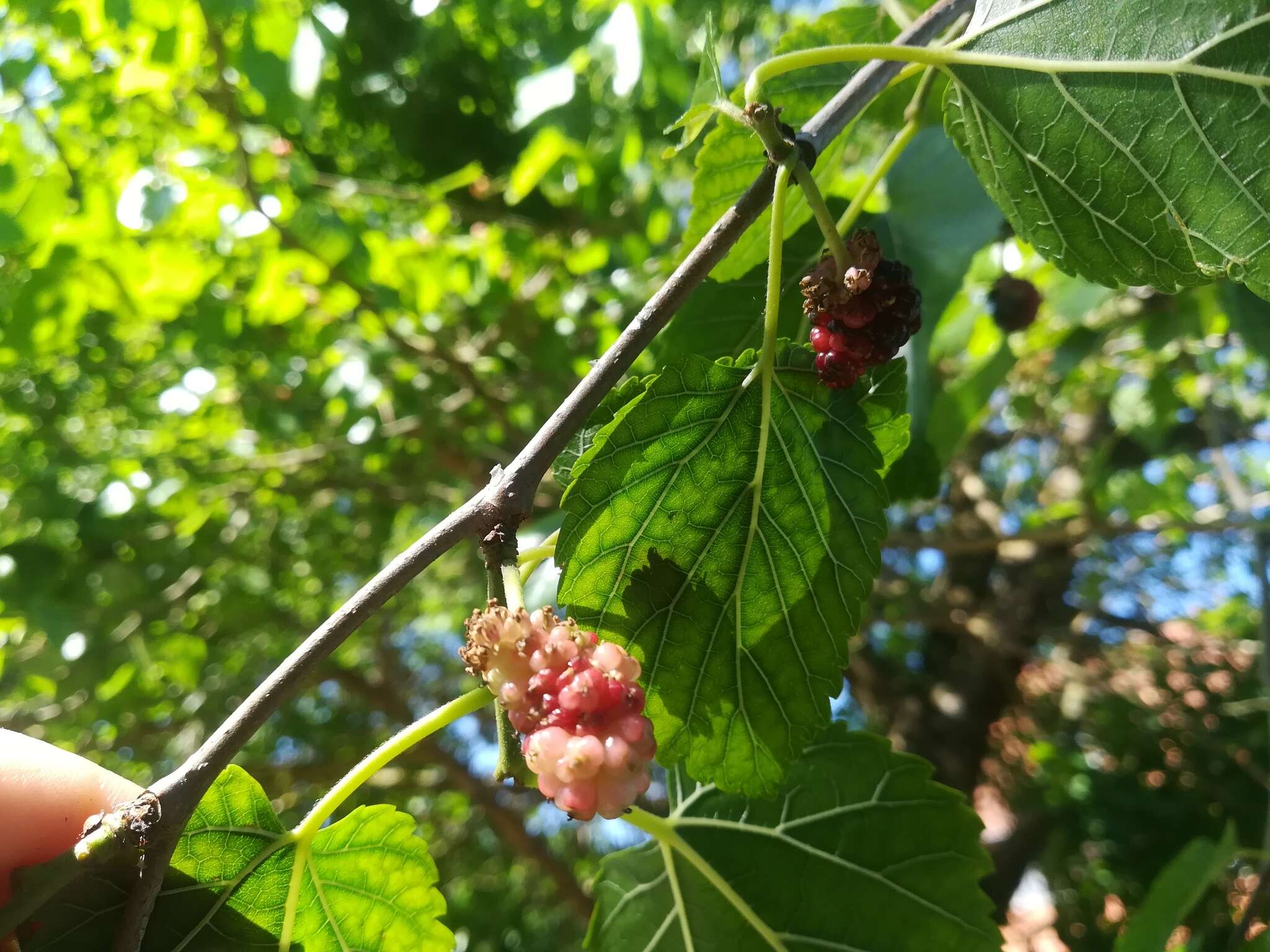 Image of black mulberry