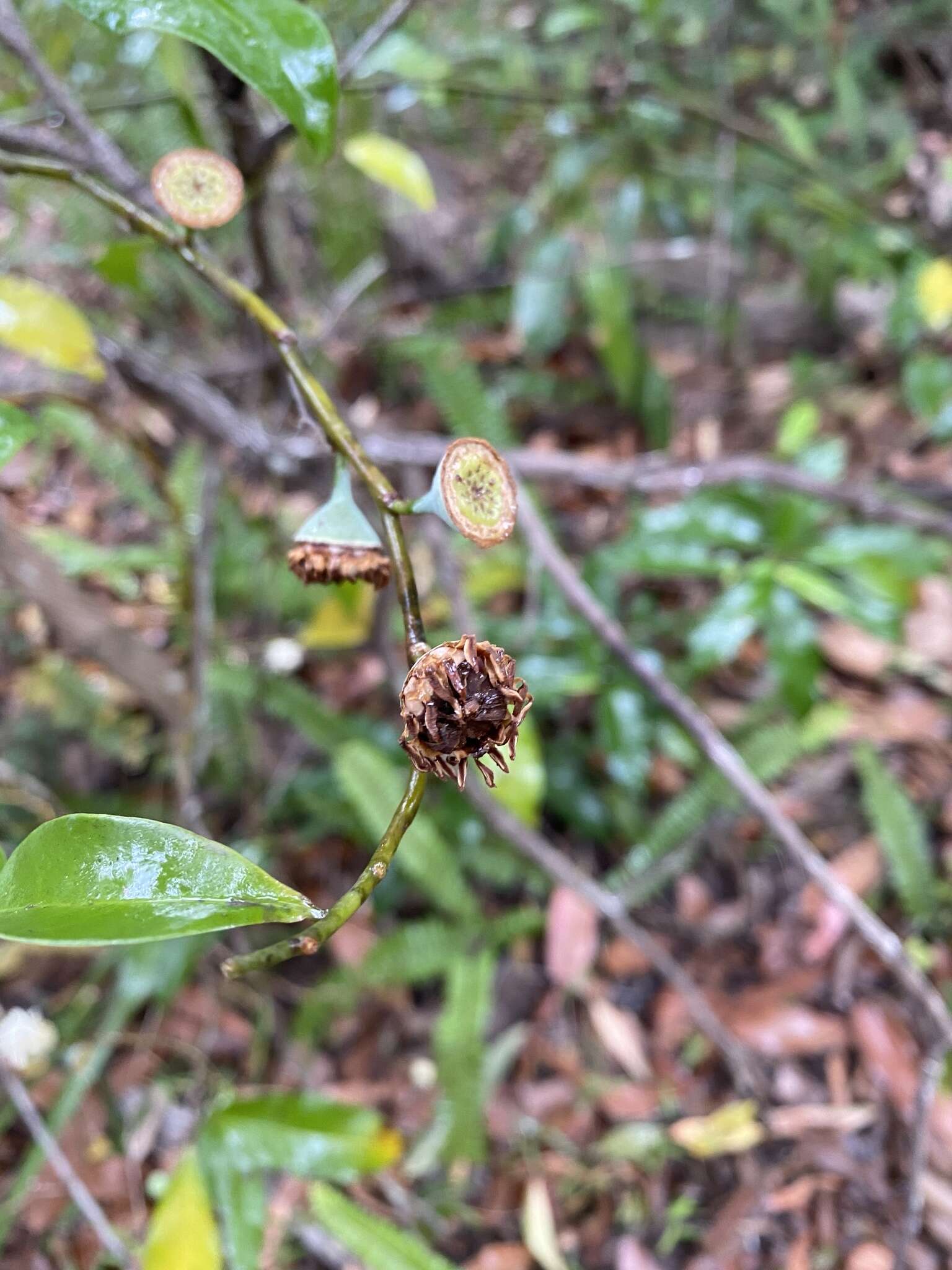 Image of Bolwarra