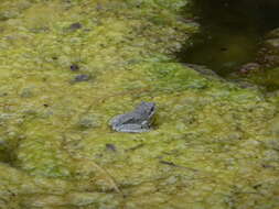 Image of California Chorus Frog