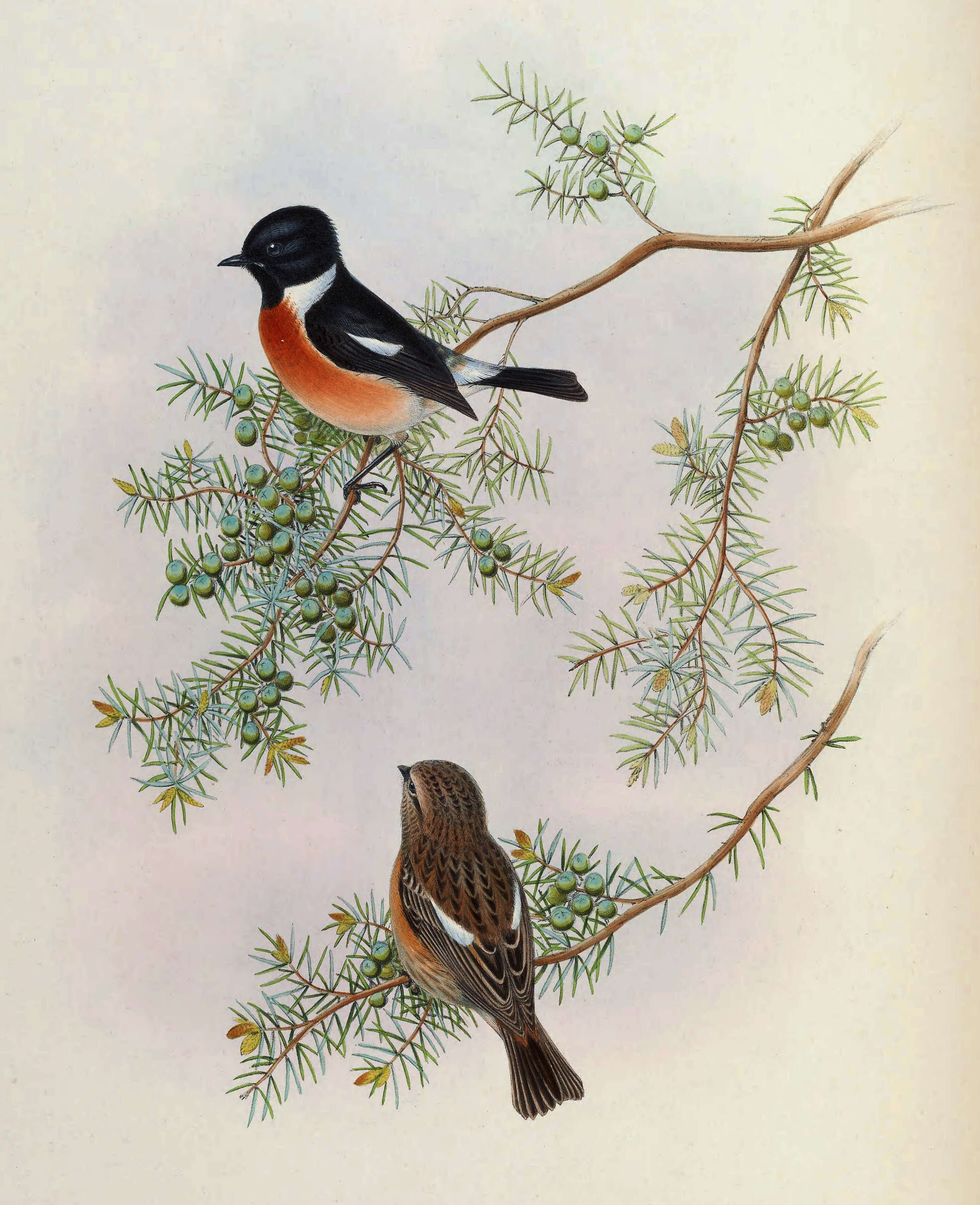 Image of Saxicola Bechstein 1802