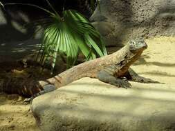 Image of Komodo Dragon