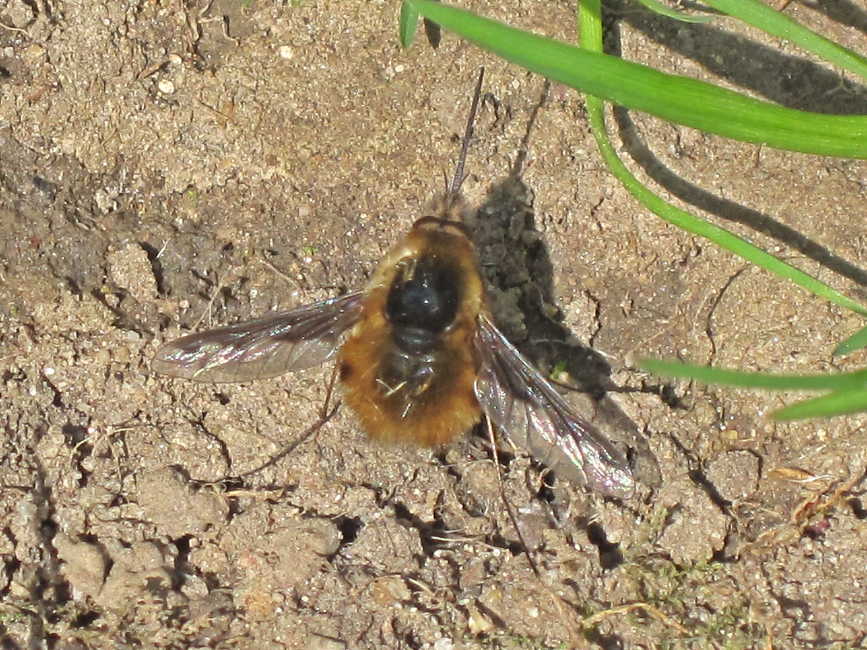 Image of Large bee-fly