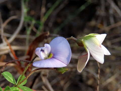 Image of <i>Lotononis complanata</i>