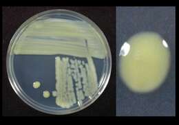 Image of Xanthomonas translucens