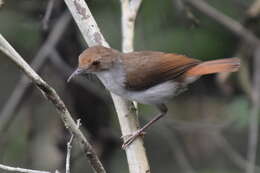 Image of White-chested Babbler