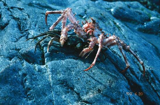Image of Norway crab