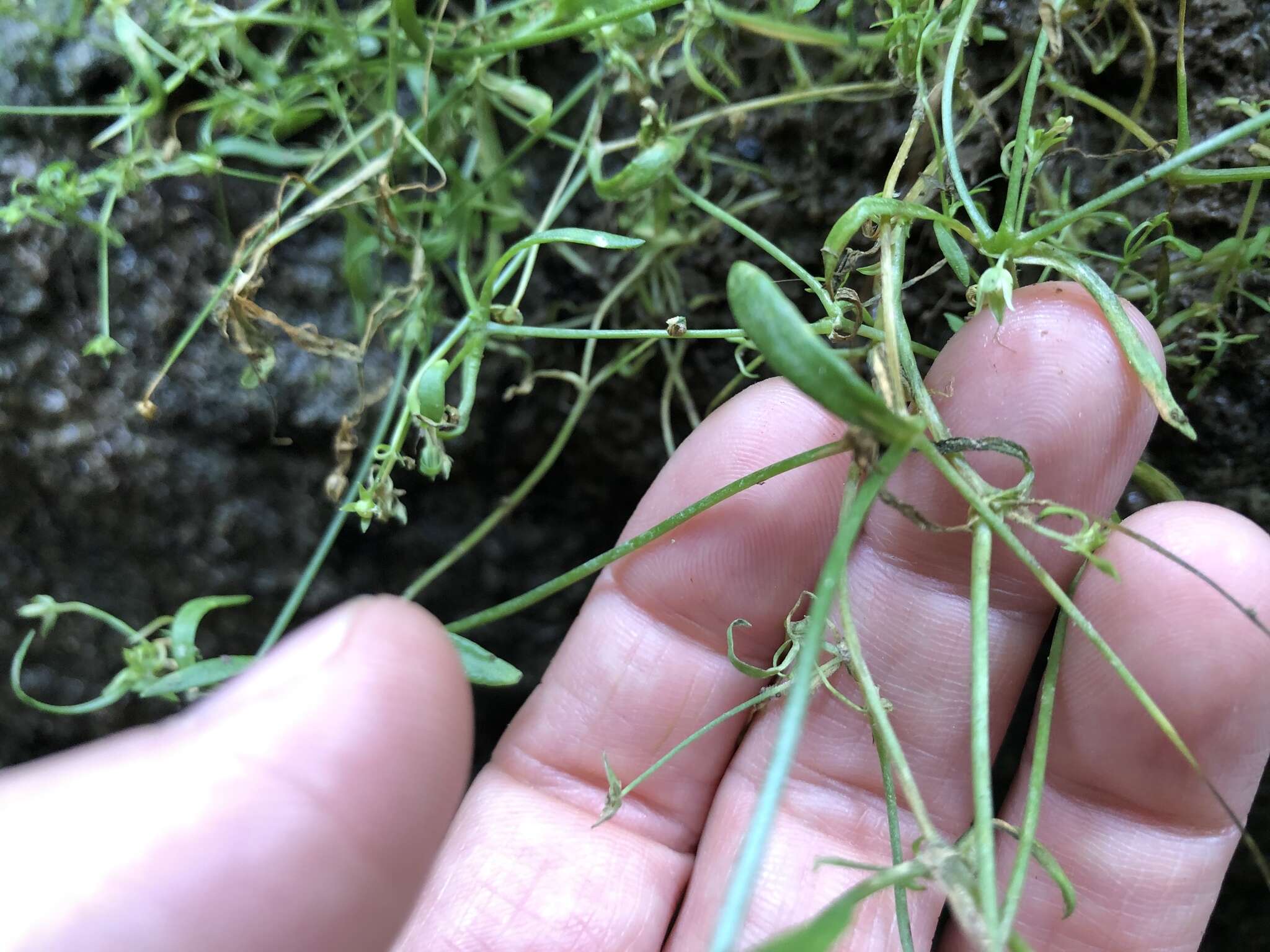 Image of American Water Starwort