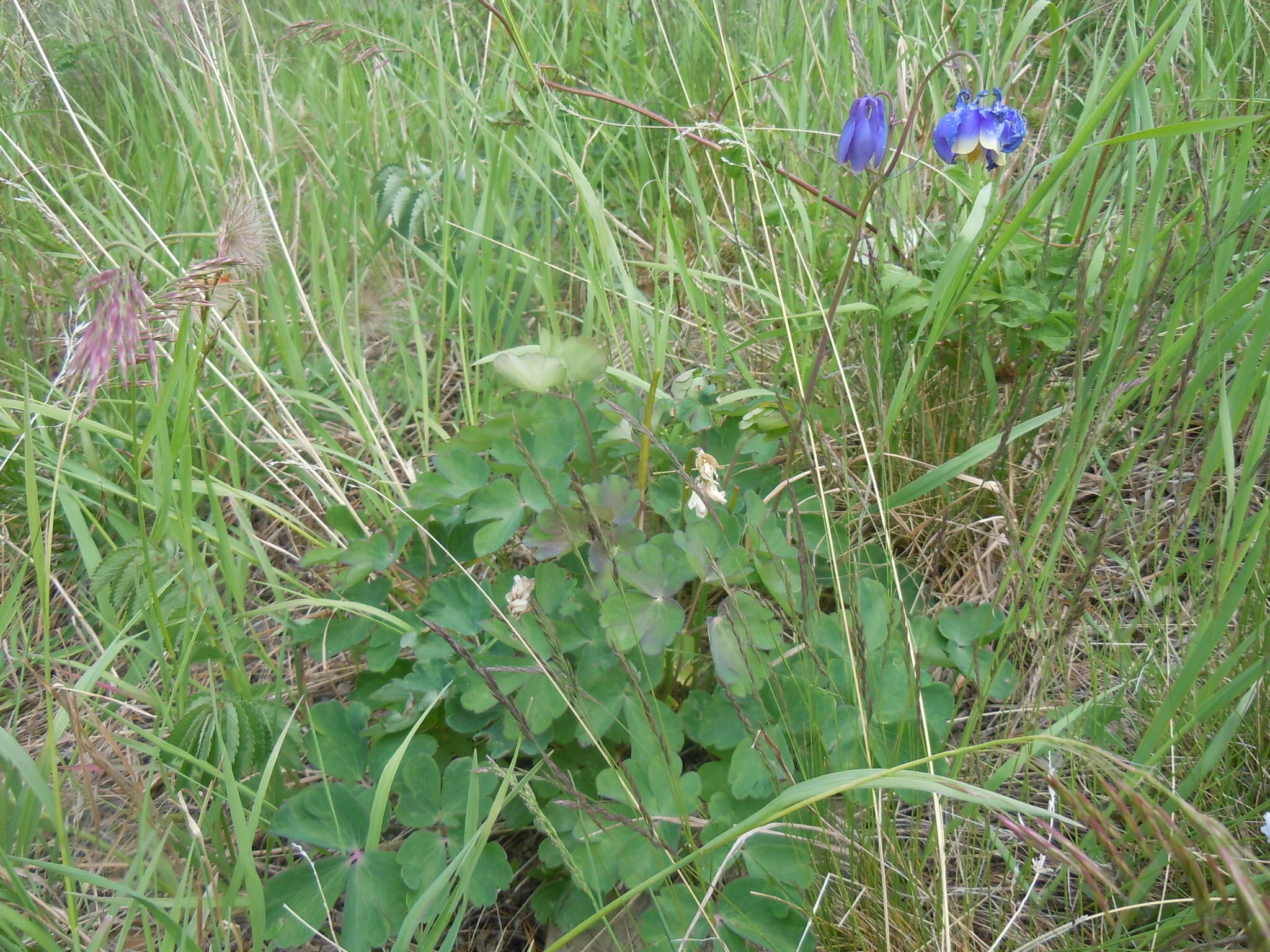 Aquilegia sibirica Lam. resmi