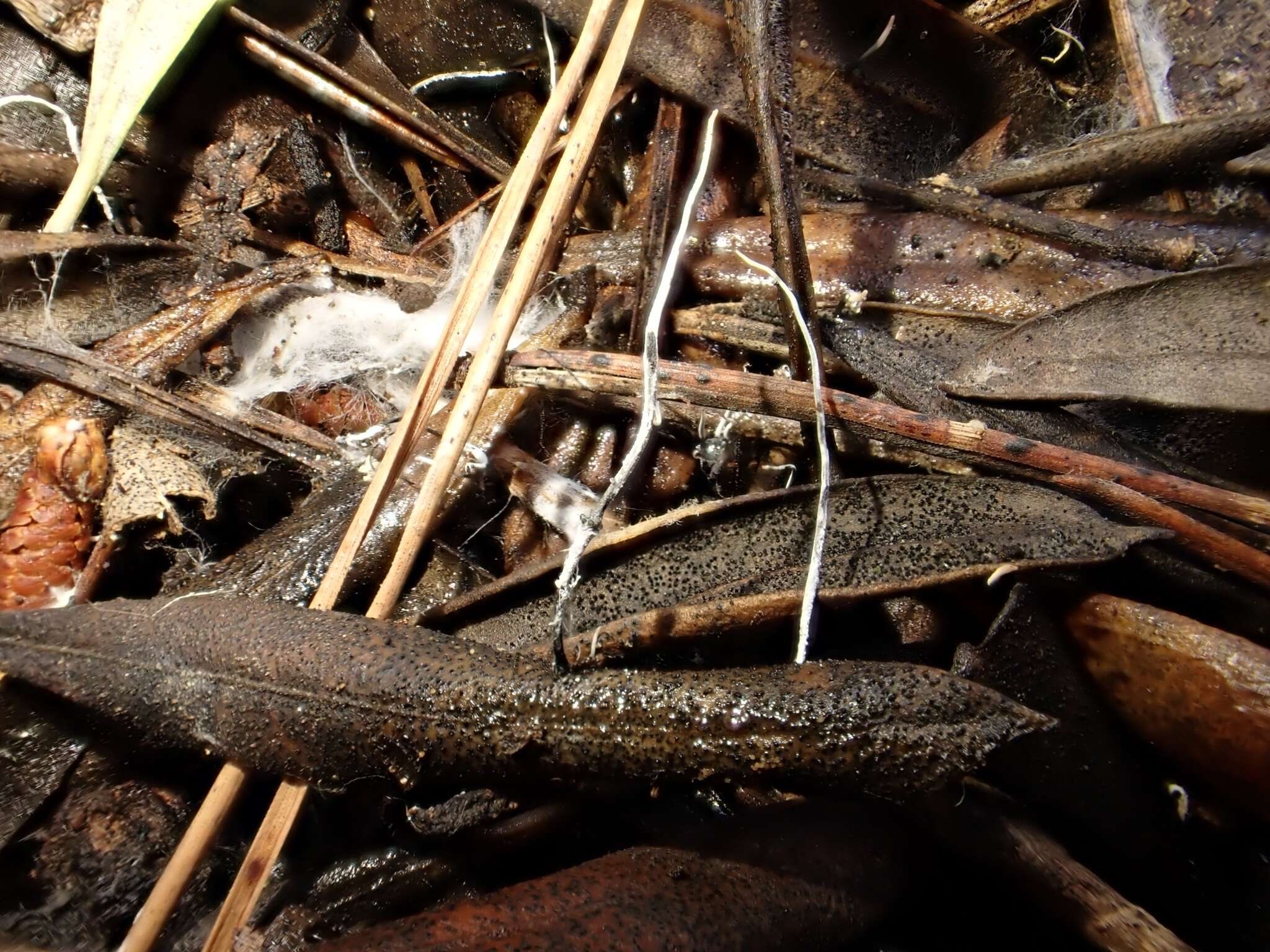 Слика од Xylaria sicula Pass. & Beltrani 1882