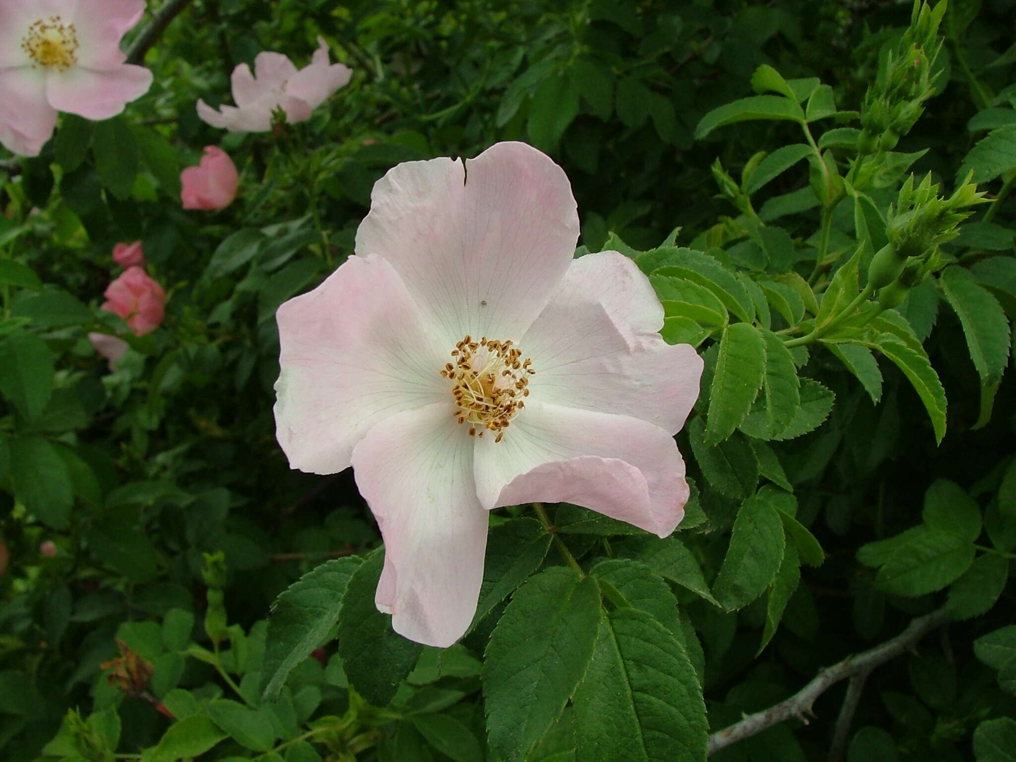 Image of dog rose