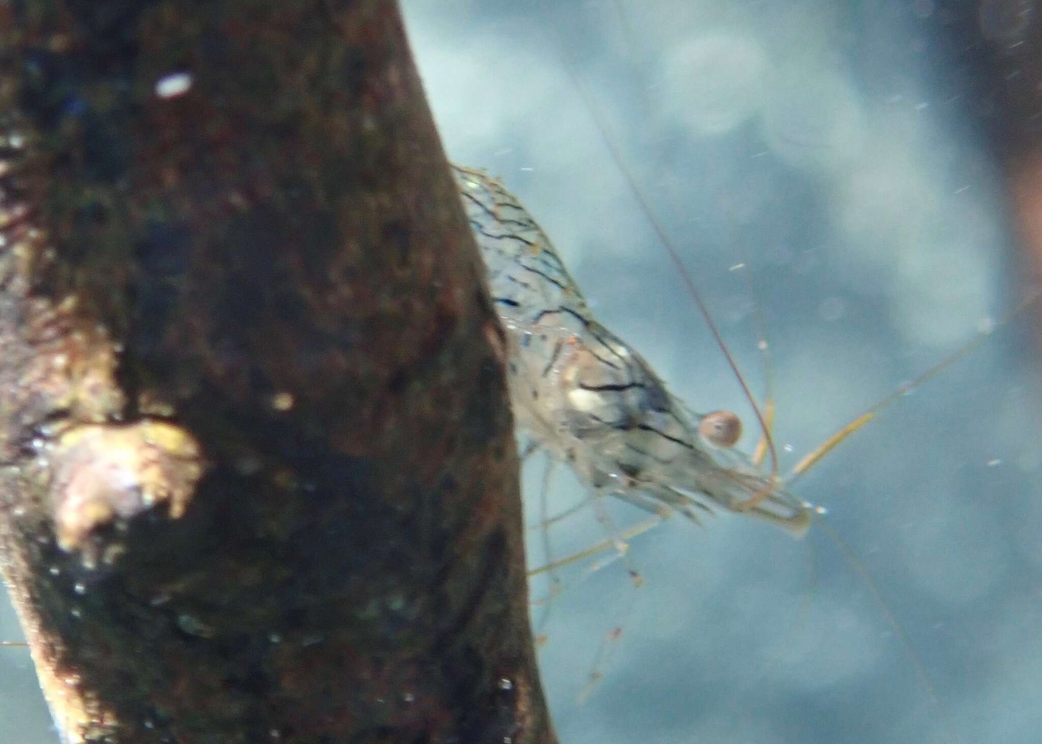 Image of barred estuarine shrimp