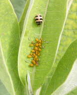 Image of Three-banded Lady Beetle