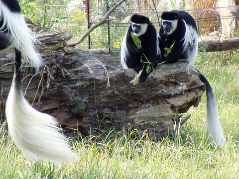 Image of Mantled Colobus