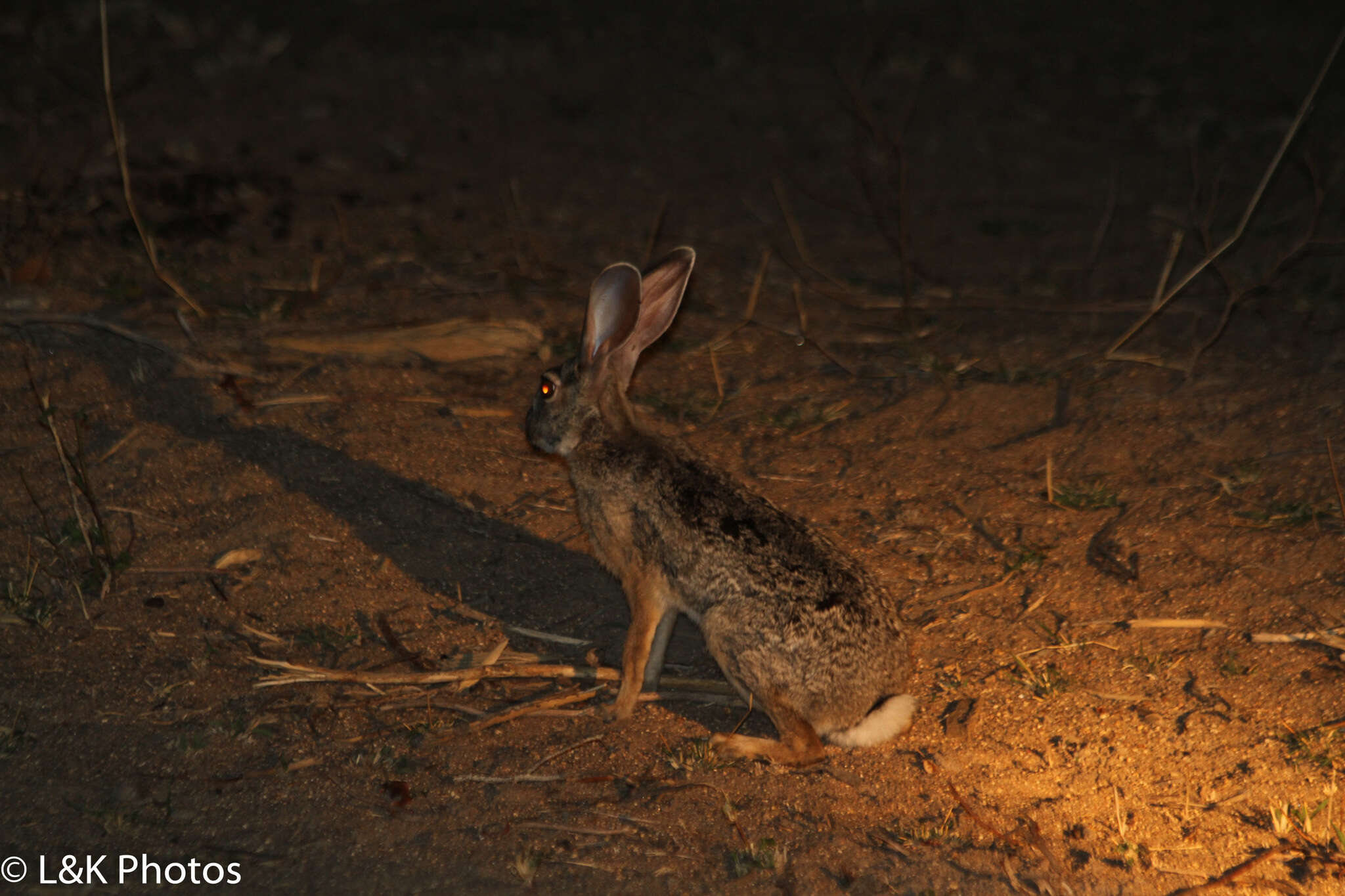 Image of Lepus saxatilis F. Cuvier 1823