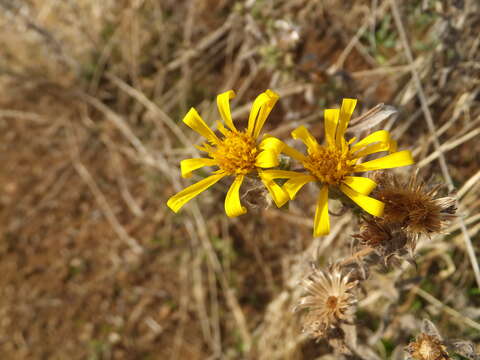 Image of sessileflower false goldenaster