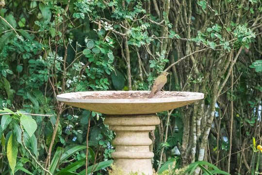 Image of Little Greenbul