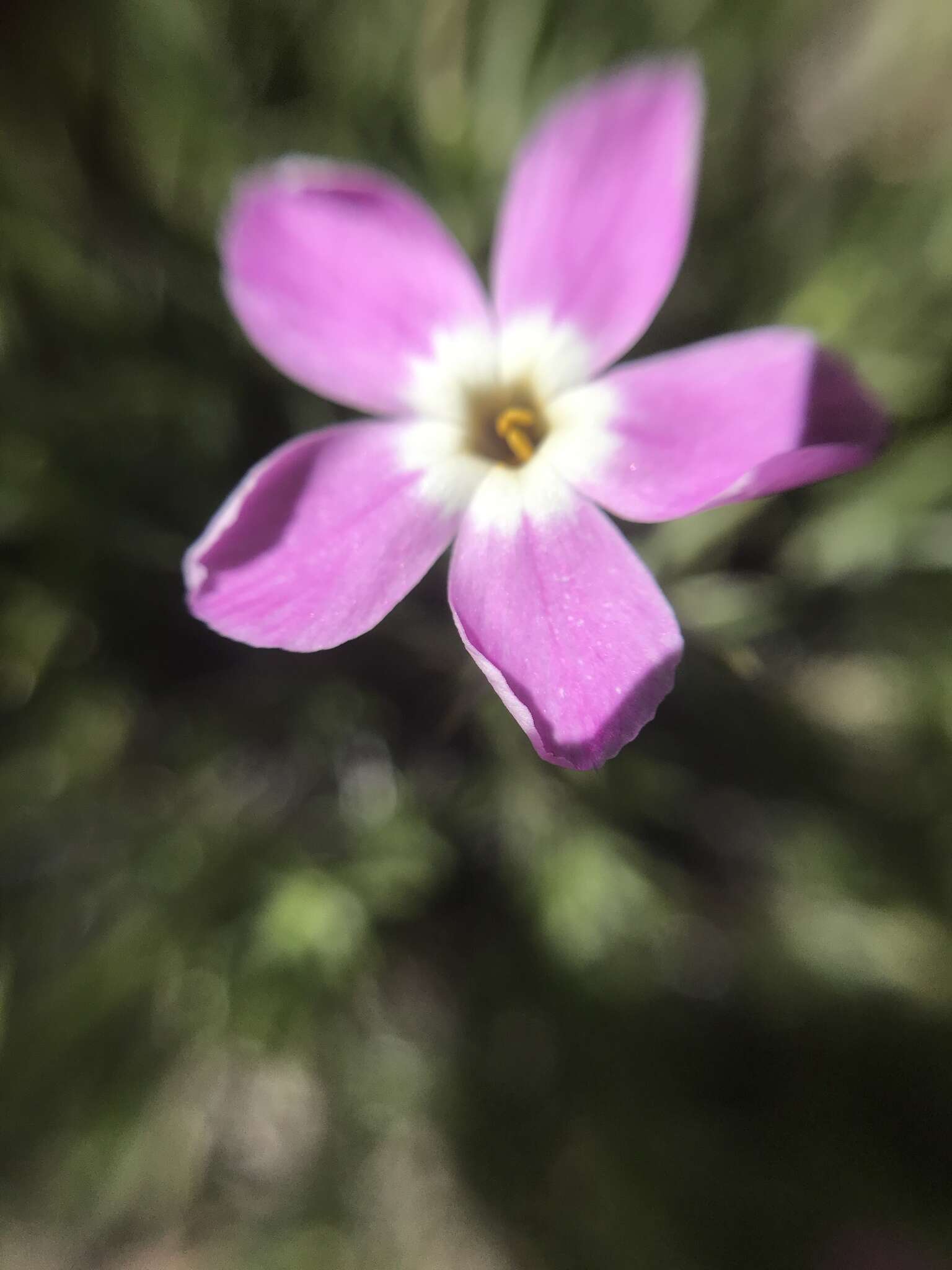 Imagem de Phlox austromontana Coville