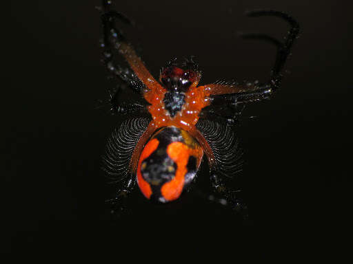 Image of Leucauge fastigata