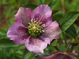 Image of lenten-rose