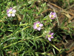 Plancia ëd Spergularia rubra (L.) J. Presl & C. Presl