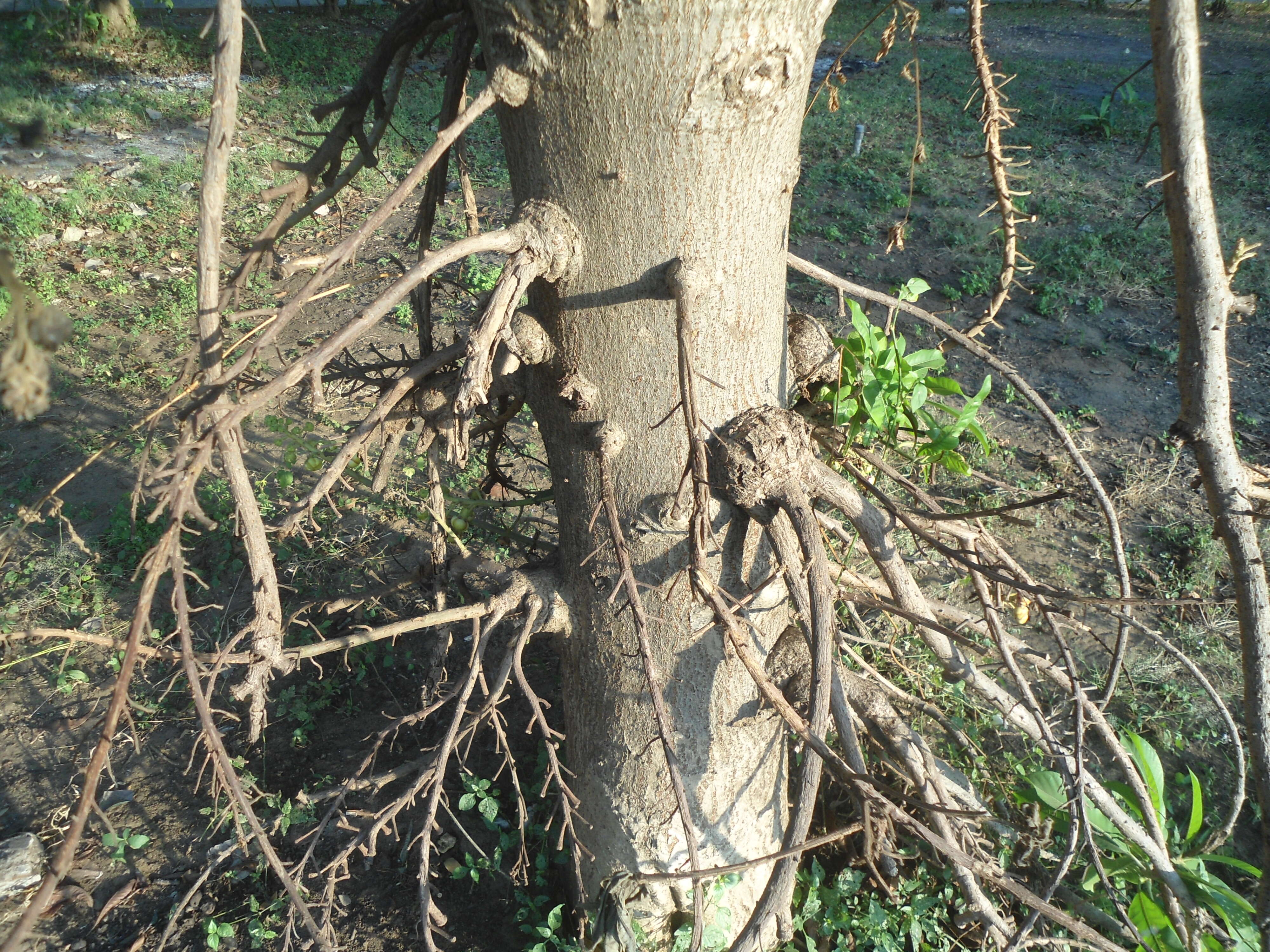 Image of Cannonball Tree