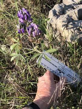 Image of Texas Plains Indian breadroot